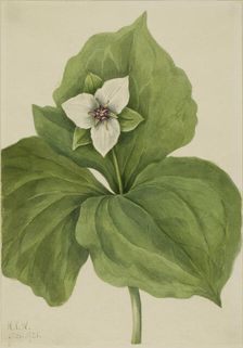 Wax Trillium (Trillium album), 1921. Creator: Mary Vaux Walcott