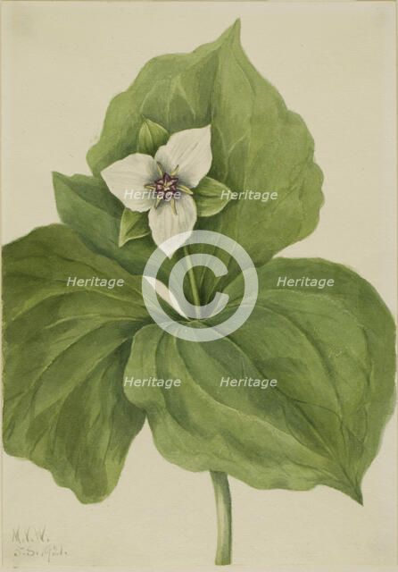 Wax Trillium (Trillium album), 1921. Creator: Mary Vaux Walcott.