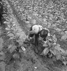Wage laborer topping tobacco, Shoofly, North Carolina, 1939. Creator: Dorothea Lange