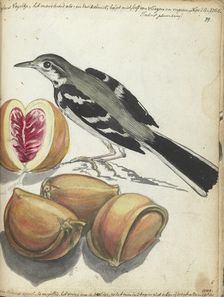 Wagtail with Fruit, 1785. Creator: Jan Brandes
