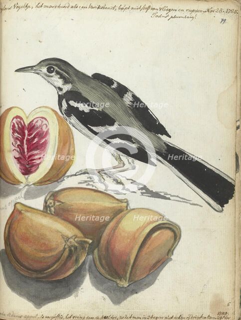 Wagtail with Fruit, 1785. Creator: Jan Brandes.