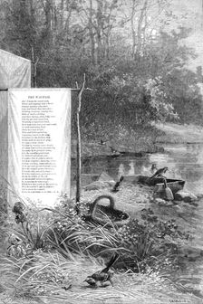 Wagtails, a loquacious band, hold high jinks mid grass and sand, 1880. Creator: F Meaulle