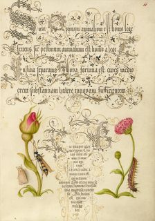 Wainscot, French Rose, Wasplike Insect, English Daisy, and Caterpillar, 1561-2; illumination 1591-6. Creator: Joris Hoefnagel