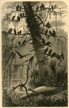 Waiting for Decomposition 1872. Creator: Frederick William Quartley