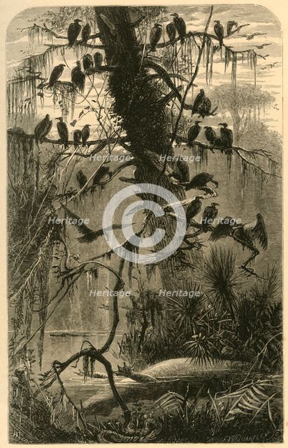 'Waiting for Decomposition', 1872.  Creator: Frederick William Quartley.