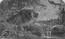 Waiting for the Antelopes c1900. Artist: Helena J. Maguire