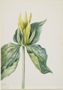 Wake-Robin (Trillium underwoodii), 1937. Creator: Mary Vaux Walcott