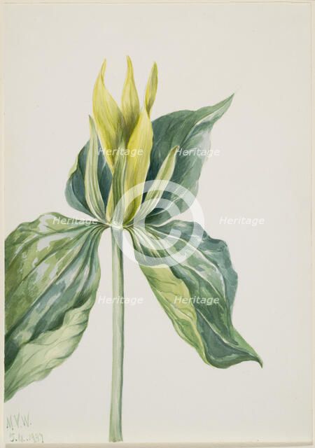 Wake-Robin (Trillium underwoodii), 1937. Creator: Mary Vaux Walcott.