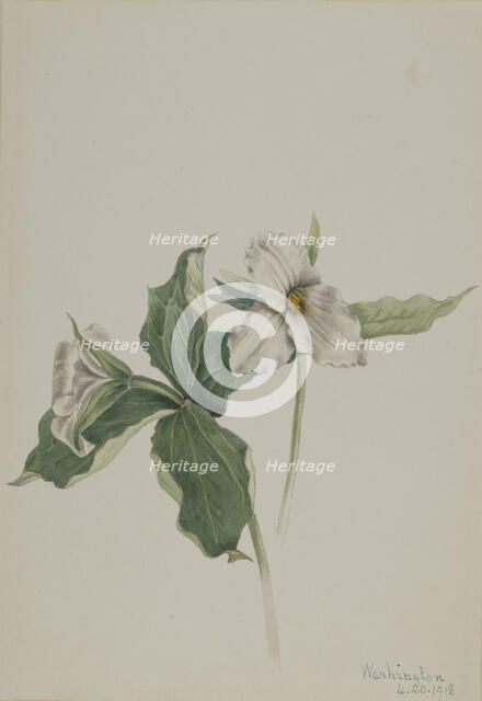 Wake-Robin (Trillium grandiflorum), 1918. Creator: Mary Vaux Walcott.
