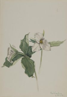 Wake-Robin (Trillium grandiflorum), 1918. Creator: Mary Vaux Walcott