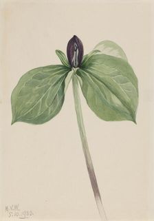 Wake-Robin (Trillium sessile), 1920. Creator: Mary Vaux Walcott