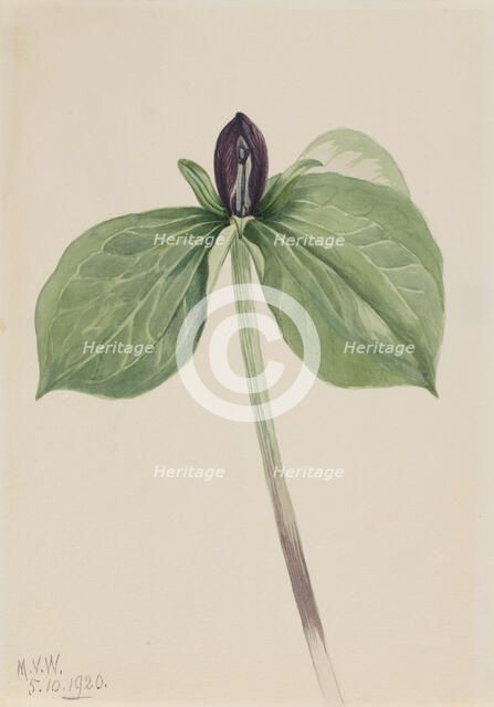Wake-Robin (Trillium sessile), 1920. Creator: Mary Vaux Walcott.