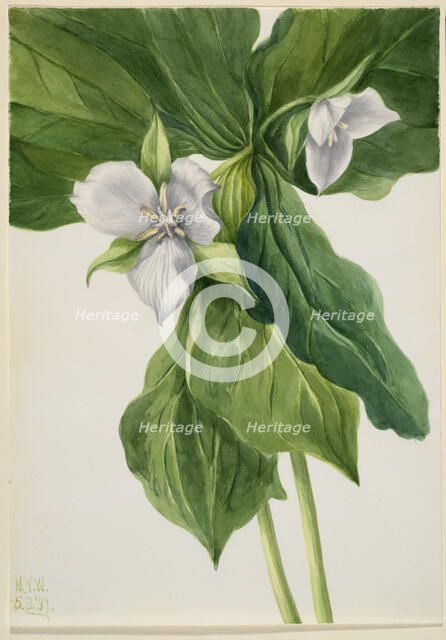 Wake-Robin (Trillium simile), 1939. Creator: Mary Vaux Walcott.