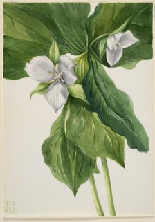 Wake-Robin (Trillium simile), 1939. Creator: Mary Vaux Walcott