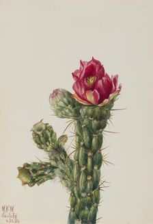 Walkingstick Cholla (Opuntia imbricata), 1934. Creator: Mary Vaux Walcott