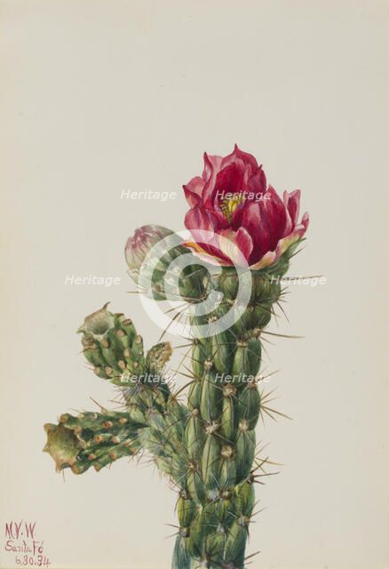 Walkingstick Cholla (Opuntia imbricata), 1934. Creator: Mary Vaux Walcott.
