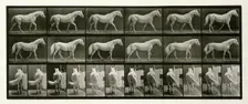 Walking, 1872-1885. Creator: Eadweard J Muybridge