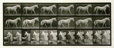 Walking, 1872-1885. Creator: Eadweard J Muybridge