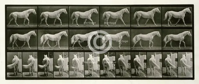 Walking, 1872-1885.  Creator: Eadweard J Muybridge.
