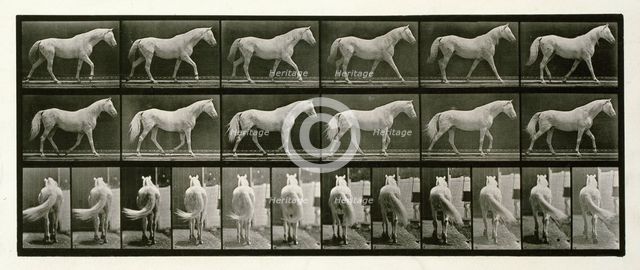 Walking, 1872-1885.  Creator: Eadweard J Muybridge.