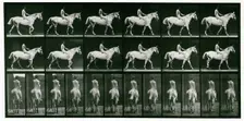 Walking, 1872-1885. Creator: Eadweard J Muybridge