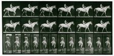 Walking, 1872-1885. Creator: Eadweard J Muybridge