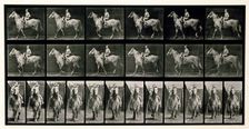 Walking, 1872-1885. Creator: Eadweard J Muybridge
