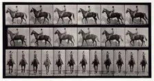 Walking, 1872-1885. Creator: Eadweard J Muybridge