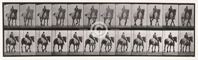 Walking , 1872-1885.  Creator: Eadweard J Muybridge.
