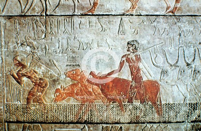 Walking cattle across a channel, wall relief, Saqqara, Egypt. Artist: Unknown