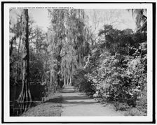 Walk along the lake, Magnolia-on-the-Ashley, Magnolia Gardens, Charleston, S.C., c1910-1920. Creator: Unknown