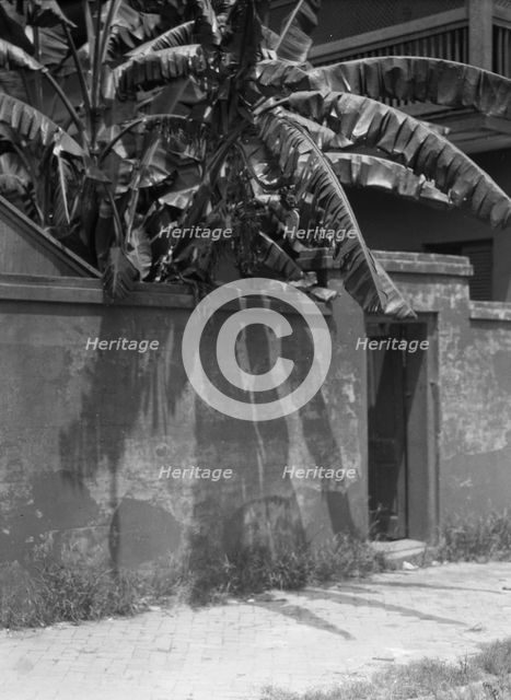 Wall with a doorway to a courtyard and a house, New Orleans, between 1920 and 1926. Creator: Arnold Genthe.