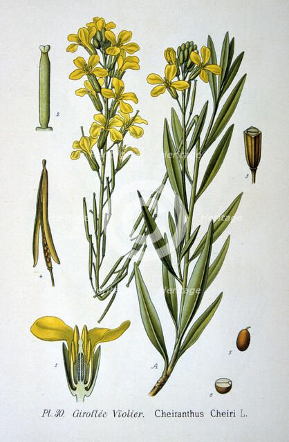Wallflower, 1893. Artist: Unknown