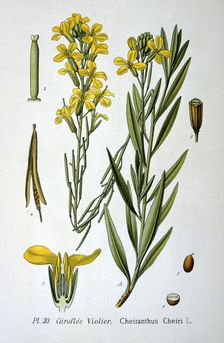 Wallflower, 1893