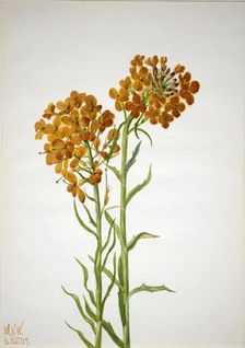 Wallflower (Erysimum wheeleri), 1937. Creator: Mary Vaux Walcott