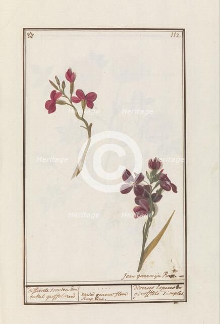 Wallflower (Erysimum cheiri), 1790-1799. Creator: Jan Garemijn.