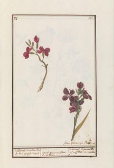 Wallflower (Erysimum cheiri), 1790-1799. Creator: Jan Garemijn