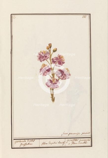 Wallflower (Erysimum cheiri), 1790-1799. Creator: Jan Garemijn.