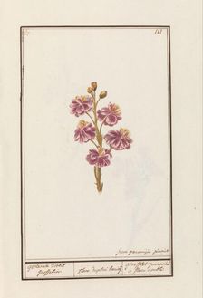 Wallflower (Erysimum cheiri), 1790-1799. Creator: Jan Garemijn