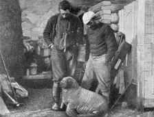 Walrus cub, 1899. Artist: Frederick George Jackson