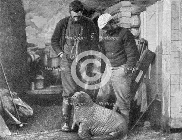 Walrus cub, 1899.  Artist: Frederick George Jackson