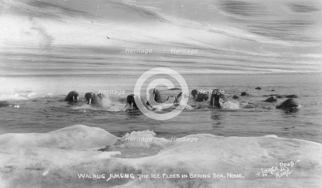 Walrus[es] among the ice floes in Bering Sea, between c1900 and c1930. Creator: Lomen Brothers.