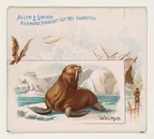 Walrus, from Quadrupeds series (N41) for Allen & Ginter Cigarettes, 1890. Creator: Allen & Ginter