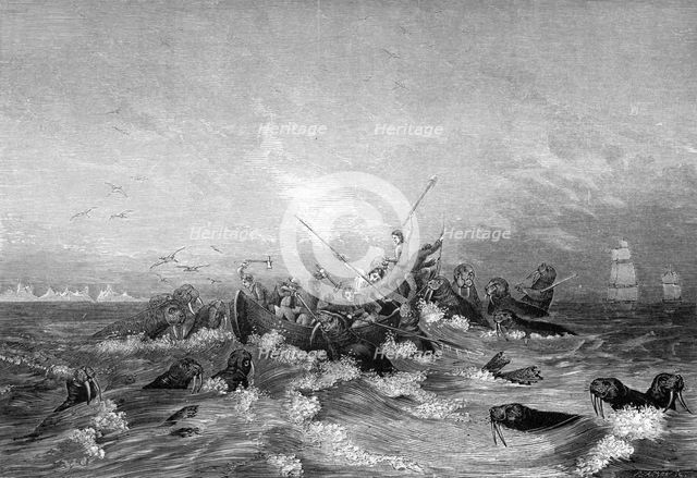 Walrus hunting, 19th century.Artist: Pearson