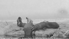 Walrus killed on ice floes off Siberian Coast, Bering Sea by G. Madsen, June 1909, 1909. Creator: Lomen Brothers