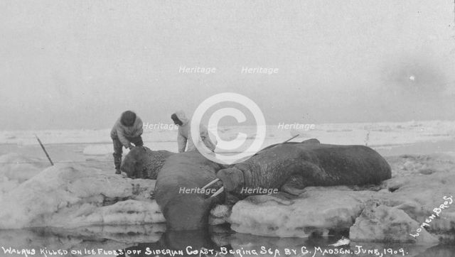 Walrus killed on ice floes off Siberian Coast, Bering Sea by G. Madsen, June 1909, 1909. Creator: Lomen Brothers.