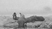 Walrus killed on ice floes off Siberian Coast, Bering Sea by G. Madsen, June 1909, 1909. Creator: Lomen Brothers