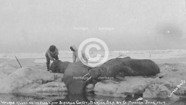 Walrus killed on ice floes off Siberian Coast, Bering Sea by G. Madsen, June 1909, 1909. Creator: Lomen Brothers.