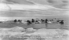 Walrus[es] among the ice floes in Bering Sea, between c1900 and c1930. Creator: Lomen Brothers