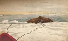 Walruses Killed Off The East Coast of the Taimyr Peninsula, 12th September 1893, (1897). Artist: Fridtjof Nansen
